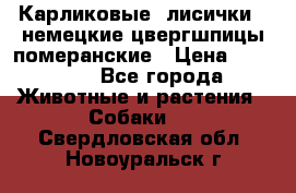 Карликовые “лисички“  немецкие цвергшпицы/померанские › Цена ­ 35 000 - Все города Животные и растения » Собаки   . Свердловская обл.,Новоуральск г.